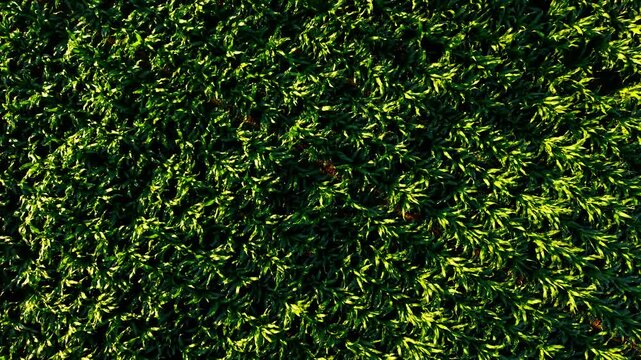 Top down drone view of green corn plantation texture. Dense maize rows with cultivated agricultural pattern. Precision farming background for agribusiness livestock feed and crop production