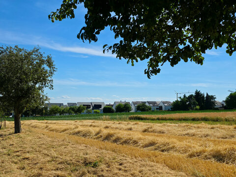 germany, wide panoramic view across golden grainfields toward ostfildern kemnat village surrounded by lush trees beneath brilliant summer blue sky