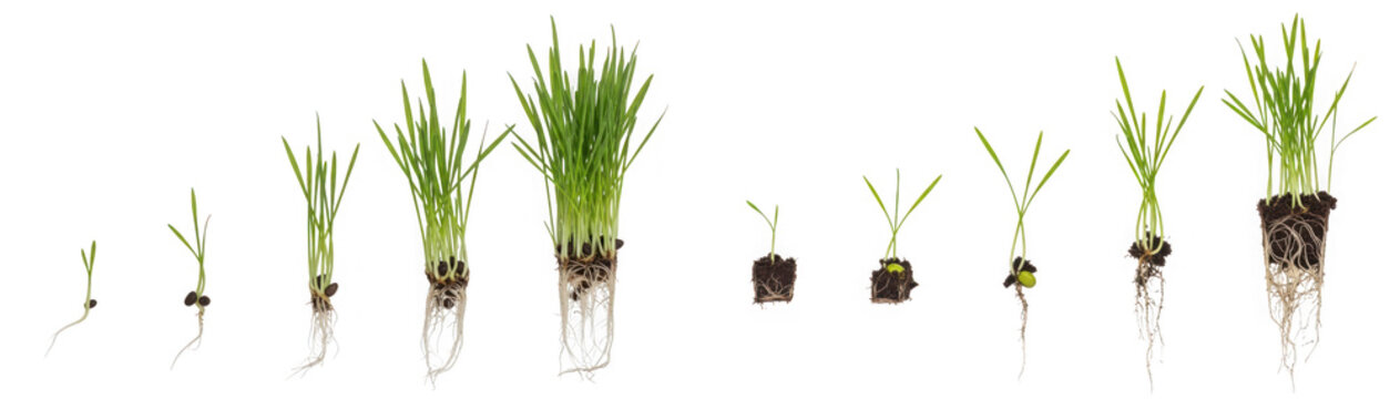 Stages of wheat grass growth from seed to sprout isolated on transparent background