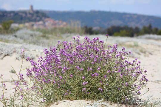 Italy Sardinia island nature. Mediterranean plant species: flowers of sea stock (Matthiola sinuata).