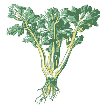 Celery Crop Botanical Food Illustration