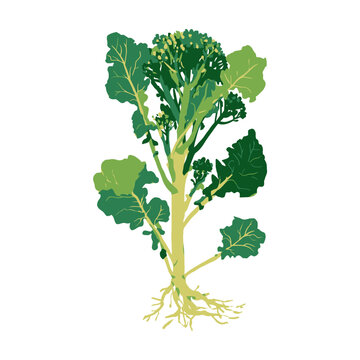 Broccolini Crop Specimen Botanical Food Illustration