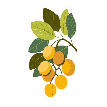 Bright Wit Botanical Plant Illustration