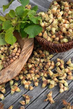 Freshly harvested hazelnuts. Nuts to dry in the autumn sun. Top view close-up.
