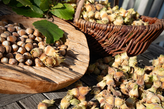 Freshly harvested hazelnuts. Nuts to dry in the autumn sun. Close-up.