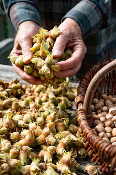 Handful of freshly harvested hazelnuts. Nuts to dry in the autumn sun.