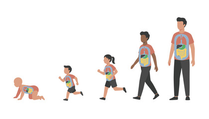 Obraz premium Human development stages from baby to adult showing internal digestive and respiratory organ systems.
