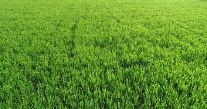 Aerial footage of drone flying over rice paddy plants growing at field