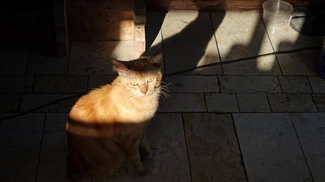 An orange tabby cat sitting on a tiled floor in a patch of sunlight squinting at the camera with shadows of a person and objects visible in the background