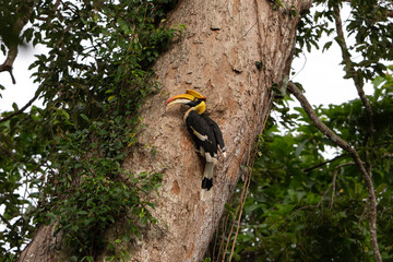 Fototapeta premium Earth Day concept on sustainability environmental renewable hornbill bird tree forest beak wildlife tropical nature trunk foliage