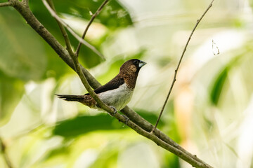 Fototapeta premium Earth Day concept on sustainability environmental renewable bird branch leaf forest wildlife nature perch tropical green foliage