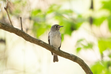 Fototapeta premium Earth Day concept on sustainability environmental renewable small bird branch tree forest nature wildlife feather green perched beak resting on branch in soft woodland light