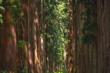 Obraz premium Earth Day concept on sustainability environmental renewable redwood forest tree trunk woodland trail green foliage sunlight nature path serene old growth forest with tall cedar and moss