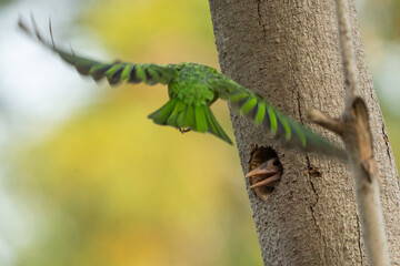 Fototapeta premium Earth Day concept on sustainability environmental renewable green parrot tree trunk nest hole tropical bird wildlife flight feather nature animal forest bird entering tree cavity nest beside