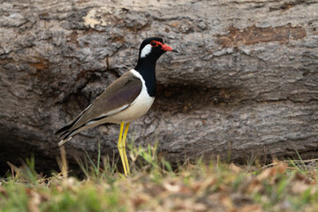 Fototapeta premium Earth Day concept on sustainability environmental renewable red wattled lapwing bird grass log yellow leg black head white neck brown wing wildlife near fallen wood in natural habitat