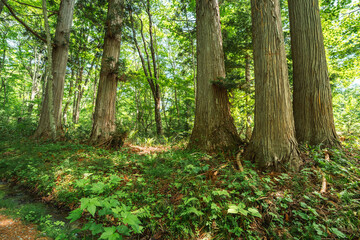 Fototapeta premium Earth Day concept on sustainability environmental renewable forest tree woodland trunk foliage green nature sunlight trail undergrowth Dense green forest with tall tree trunk, woodland foliage