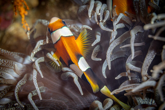 Clown fish @ The Philippines