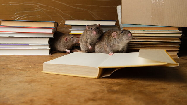 Brown gray big rat  near open white book paper on wooden table.