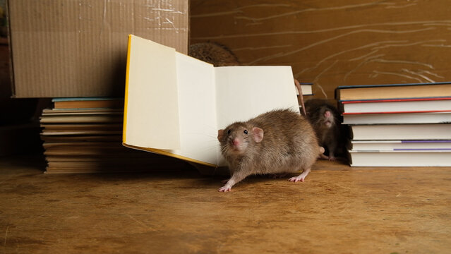 Brown gray big rat  near open white book paper on wooden table.
