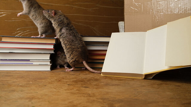 Brown gray big rat  near open white book paper on wooden table.