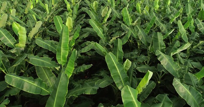 Aerial footage of drone flying over banana trees growing at field