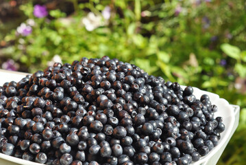 Bilberry fresh wild forest superfood antioxidant organic healthy nutrition natural berry harvest © bildlove