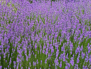 Fototapeta premium Lavender blooming beautiful flowers growing in field, closeup