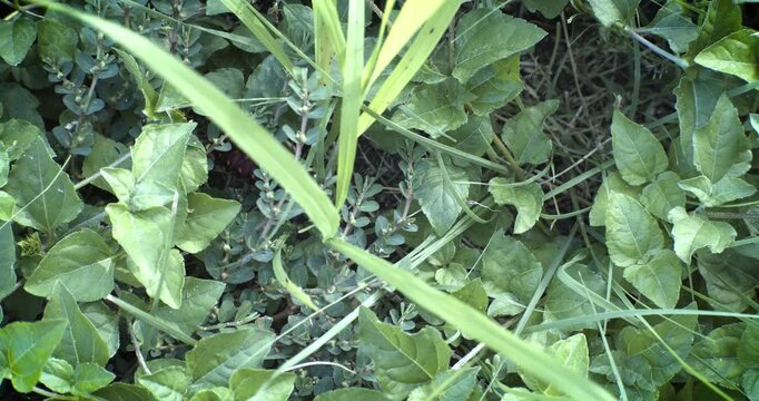 Dark Pipevine Swallowtail Caterpillar (Battus philenor) crawls among dense green leaves and grass blades in a garden close up.