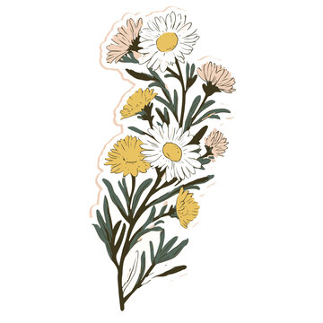 Aster Blossom Cluster Flower Illustration