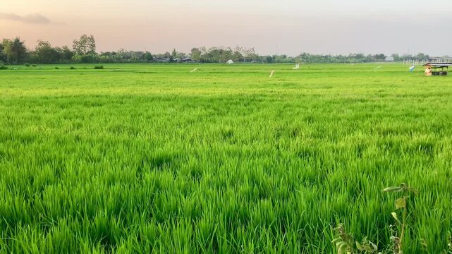 lush green rice field landscape under a soft sunset sky