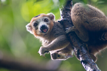 Fototapeta premium crowned lemur