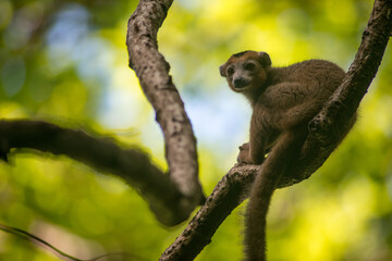 Fototapeta premium crowned lemur