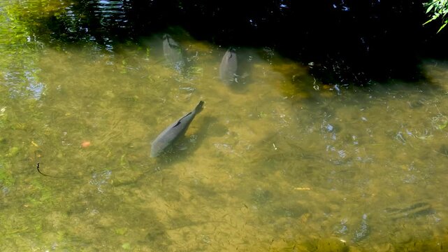 4K video of a nice fish Barbel (Barbus barbus). Cyprinus barbus barbus. Three large barbel swim on the bank of a river alongside thousands of fry of their own species. Wildlife animal. Stock Video