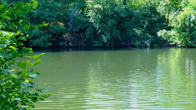 Tranquil scene of a river surrounded by vegetation and the water flowing peacefully. 4K video