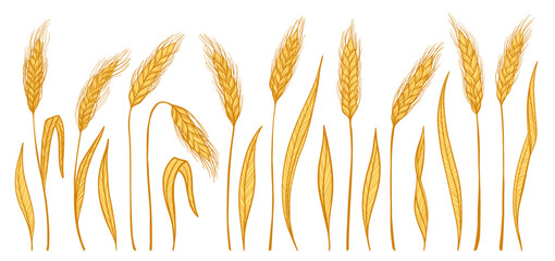 Golden wheat ear icon set. Cereal grain spikelet and stalk symbols for bakery, bread, beer logo and organic packaging label. Agriculture harvest farm design elements. Vector illustration © neliakott