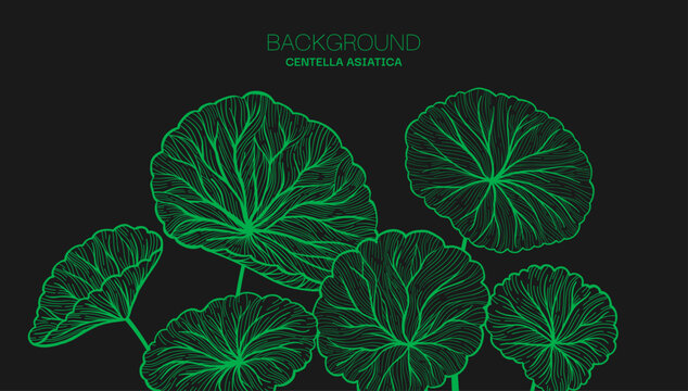 Centella asiatica leaves web banner Hand drawn linear style art. Gotu kola, Asiatic pennywort herb pattern. Medicinal plant template for label, package invitation, backdrop. Vector design background