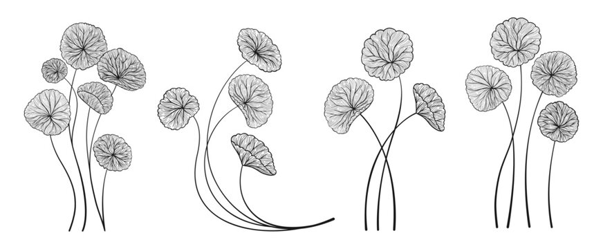 Hand drawn linear sketch of Centella asiatica leaves stems set. Gotu kola, Asiatic pennywort herb in various shapes. Organic medicinal plant elements for label, sticker package. Vector illustration