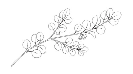Minimalist eucalyptus branch line art, hand drawn botanical leaf vector illustration, black and white floral sketch for wedding invitations © Rehana