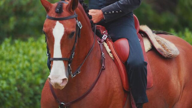Lusitano horse and rider in elegant posture, showcasing detailed tack and rich chestnut coat against vibrant green foliage in a serene outdoor setting