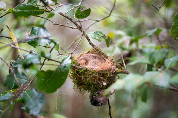Goodman's Mouse Lemur © tomjunek.com