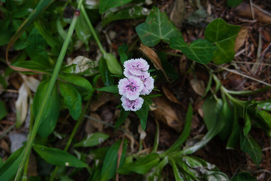 Sweet William .  Bartnelke . Dianthus barbatus .