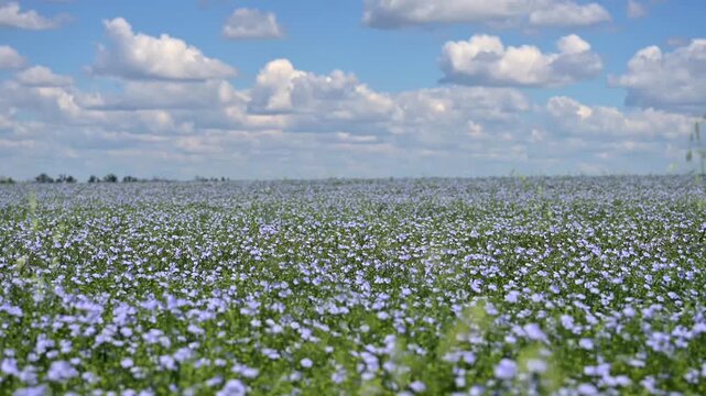 Wide view of blooming blue flax field on a sunny summer day sky. Natural agricultural landscape and rural countryside.
