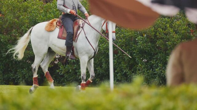 Lusitano horse with rider gracefully maneuvers through training obstacles on a lush green field, showcasing equestrian skills and precision in a serene outdoor setting