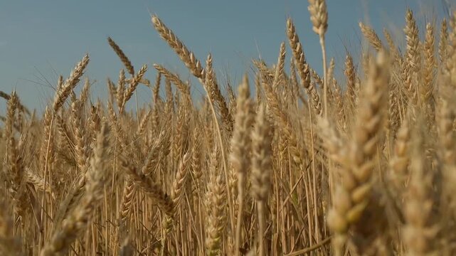 Ripe wheat ears swaying in the wind against a blue sky.