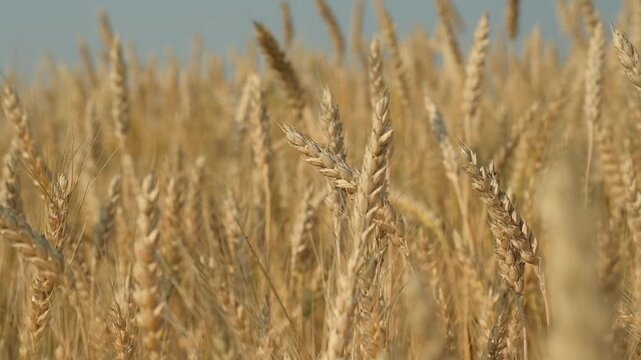 Ripe wheat ears swaying in the wind against a blue sky.