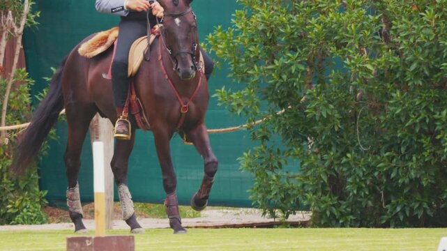 Lusitano horse with rider performing a series of graceful movements along a training path surrounded by lush greenery and a supportive training environment