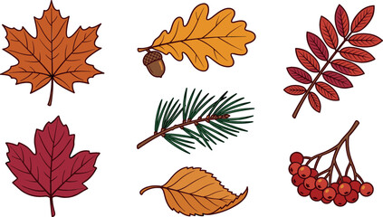 Hand drawn autumn leaf vector illustration set with colorful maple oak acorn rowan pine needle branch and berries isolated on white background © MstRowshanAra