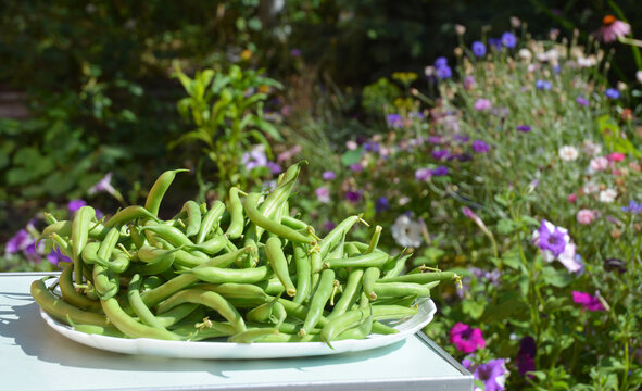 Green beans fresh organic vegetable on white plate with flower background
