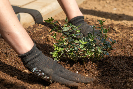 Gardening gloves positioned on hands, planting vibrant green foliage into rich, dark soil. The setup features a well tended garden environment with textured soil and visible plant roots.