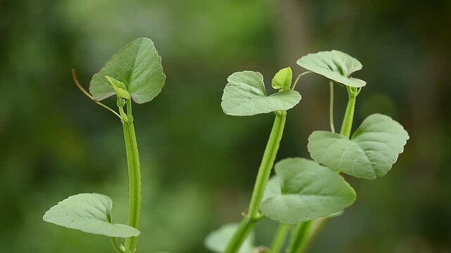 Cissus quadrangularis branch green leaves on natural background.